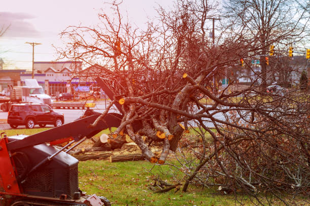 How Our Tree Care Process Works  in  Holley, FL