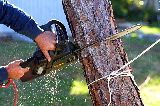 Trusted Holley, FL Tree Care Experts